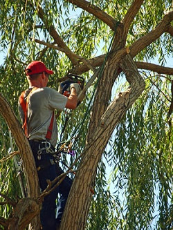 a tree surgeon in a tree working