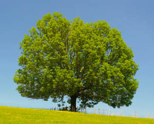 A beautiful tree in a sunny field