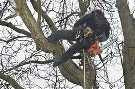 a tree surgeon pollarding a tree from a harness