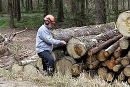 Commercial logging professional with trees