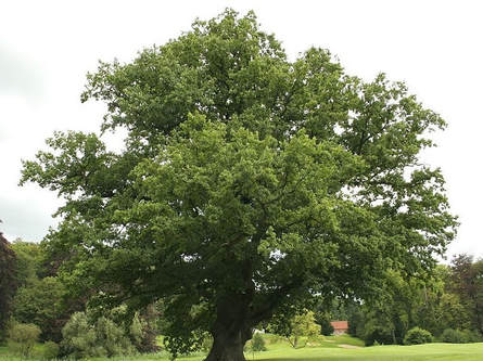 a beautiful broad reaching old tree
