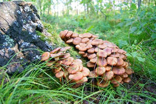 A cluster of mushrooms of the base of a tree