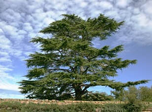 Cedar tree