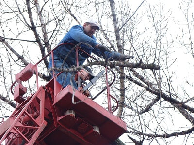 trimming a tree from a lift